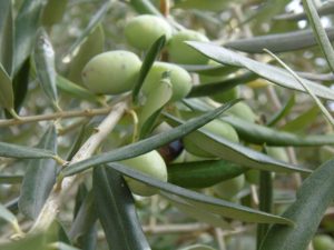 liść oliwny, oliwa, oliwki